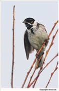 Reed-Bunting-1